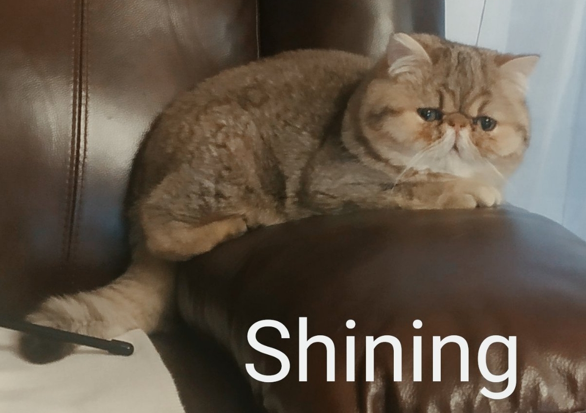 CH. Echo de Narcisse Shinning